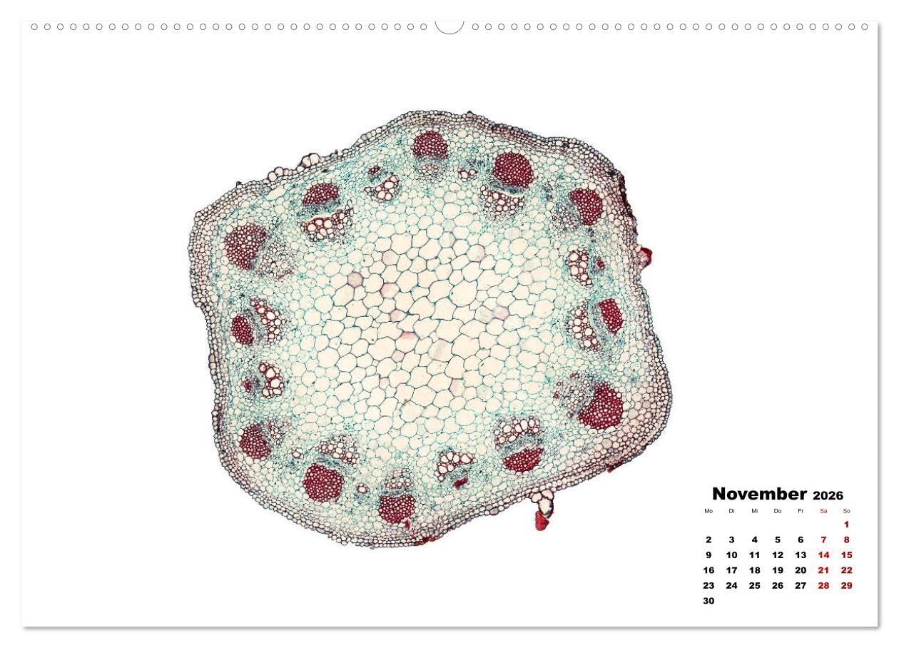 Pflanzen unter dem Mikroskop (Wandkalender 2026 DIN A2 quer), CALVENDO Monatskalender: Eindrucksvolle biologische Aufnahmen - das perfekte Geschenk für einen Gärtner, Floristen, Stundent und Lehrer
