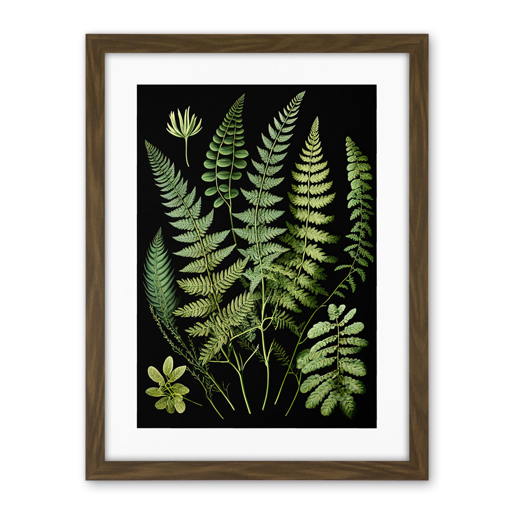 Artery8 Fern Fronds Detailed Leaves Botanical Illustration Artwork Framed Wall Art Print 18X24 Inch