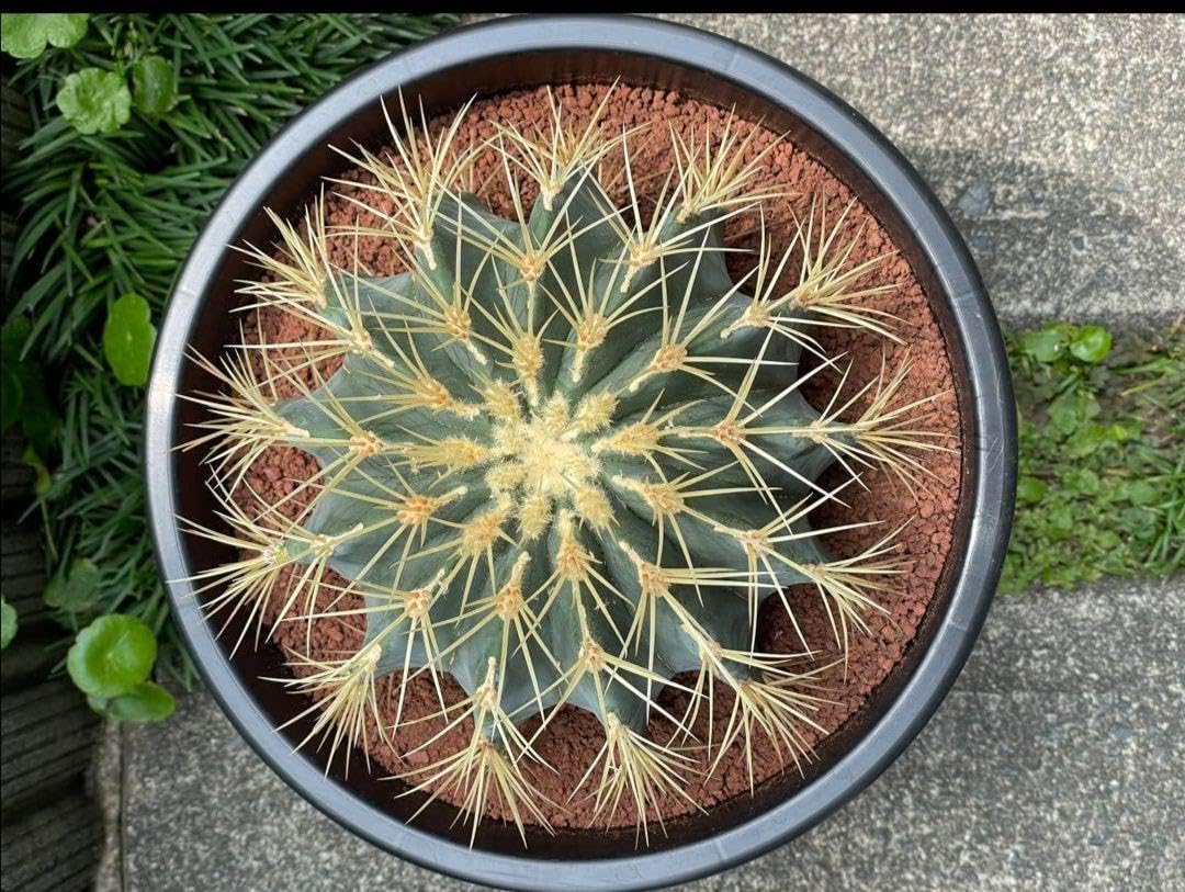 サボテン 王冠竜 8号 希少品 ビッグサイズ 本物 観葉植物 アガベ Amazon.co.jp: サボテン 王冠竜 8号 希少品 ビッグサイズ 本物 観葉