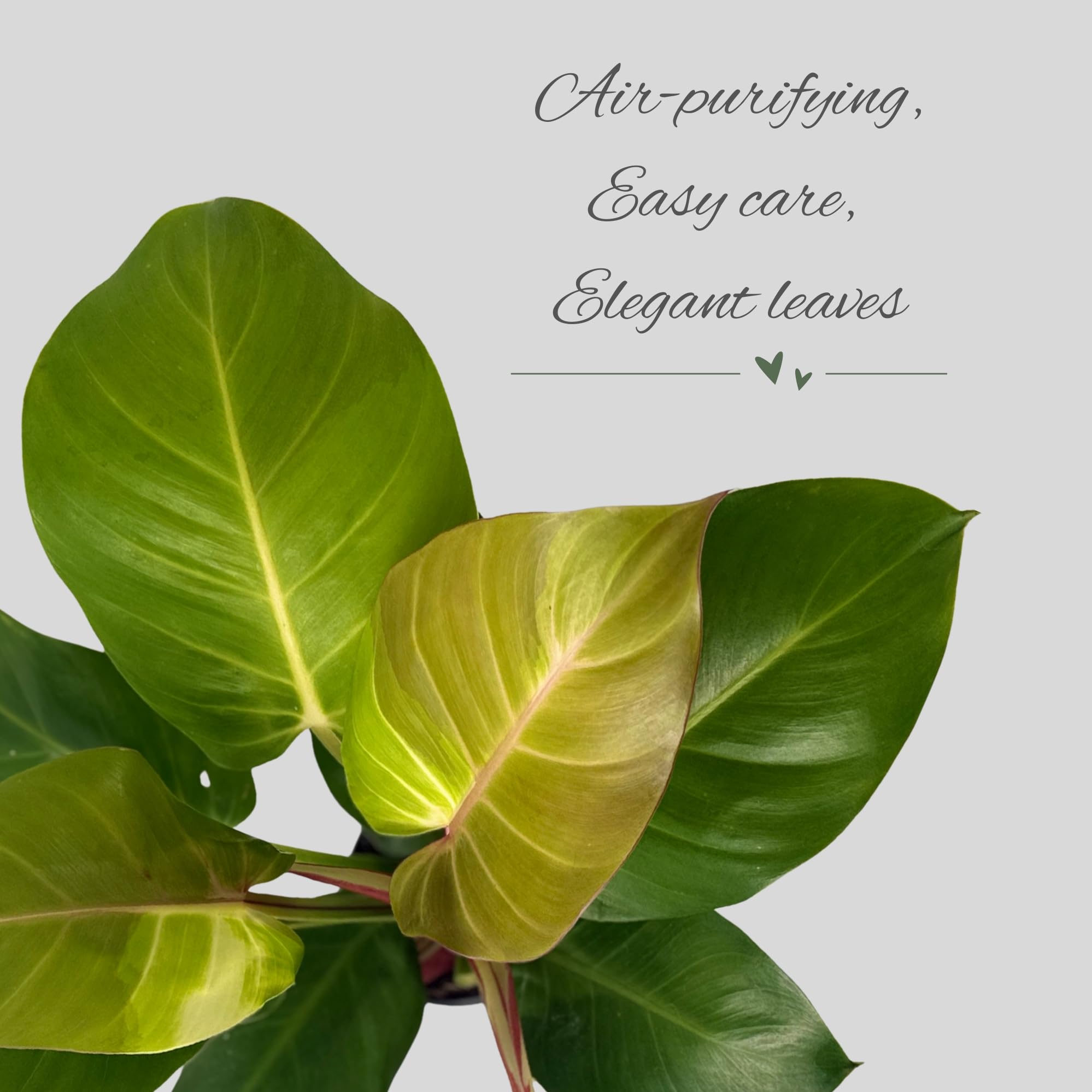 Amazon.com : Philodendron 'Yellow Flame' – 4” Live Plant