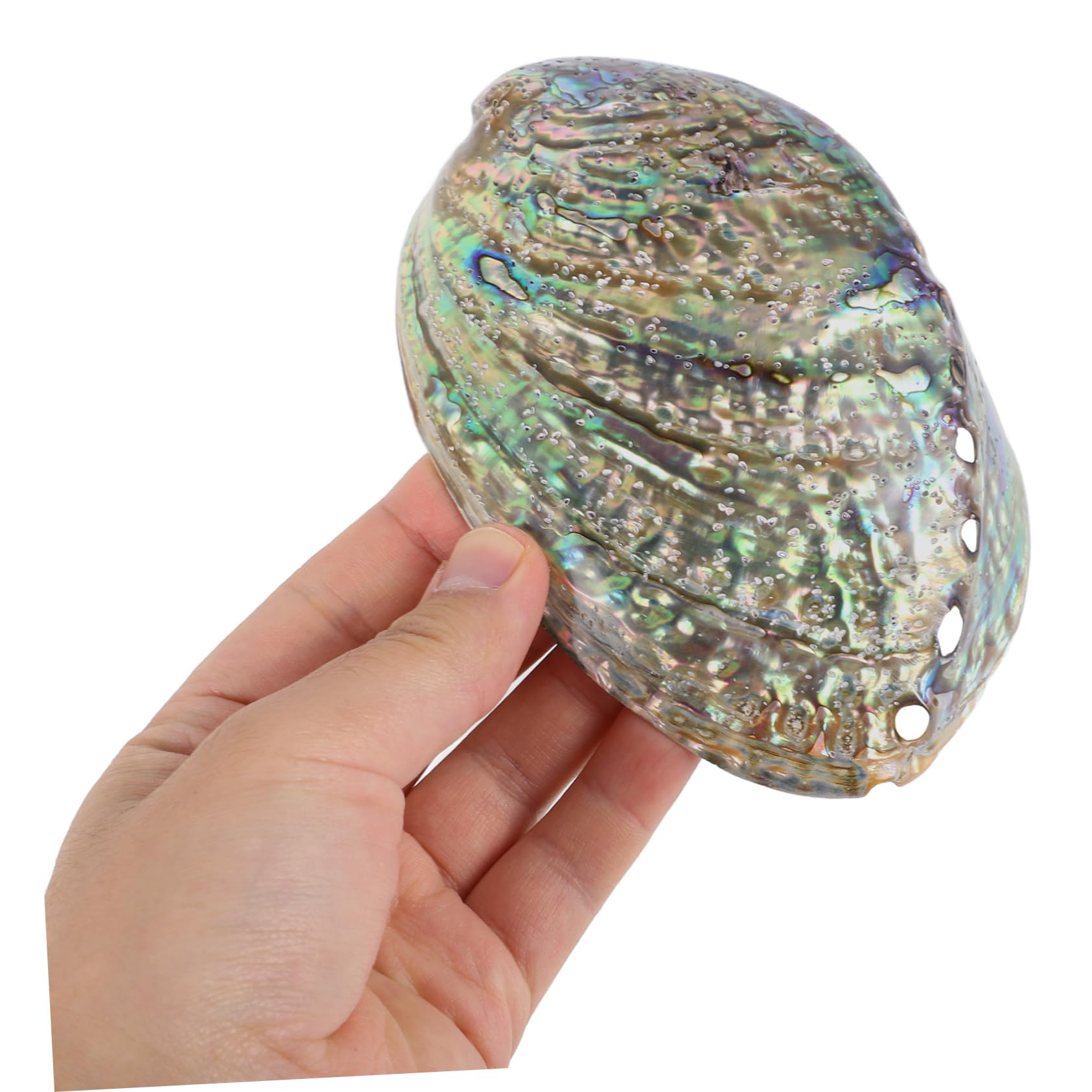 Veemoon Abalone-Meeresmuschel Accessoires,Große Abalone-Schale Für Hochzeit- Heimdekorationen DIY Decorative Accessoires Party