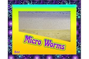 Insectsales.com Micro Worm Culture: Tiny Worms for Tiny Friends