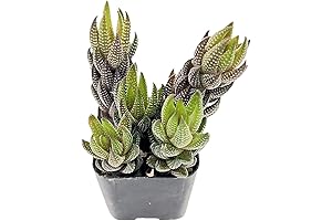 Beautiful 2" Haworthia coarctata VAR. adelaidensis Live Succulents