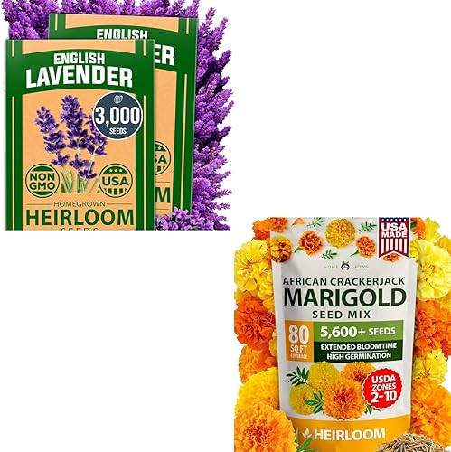 HOME GROWN Paquete de semillas de lavanda y caléndula – Más de 3000 semillas de lavanda inglesa y más de 5600 semillas de caléndula Crackerjack para