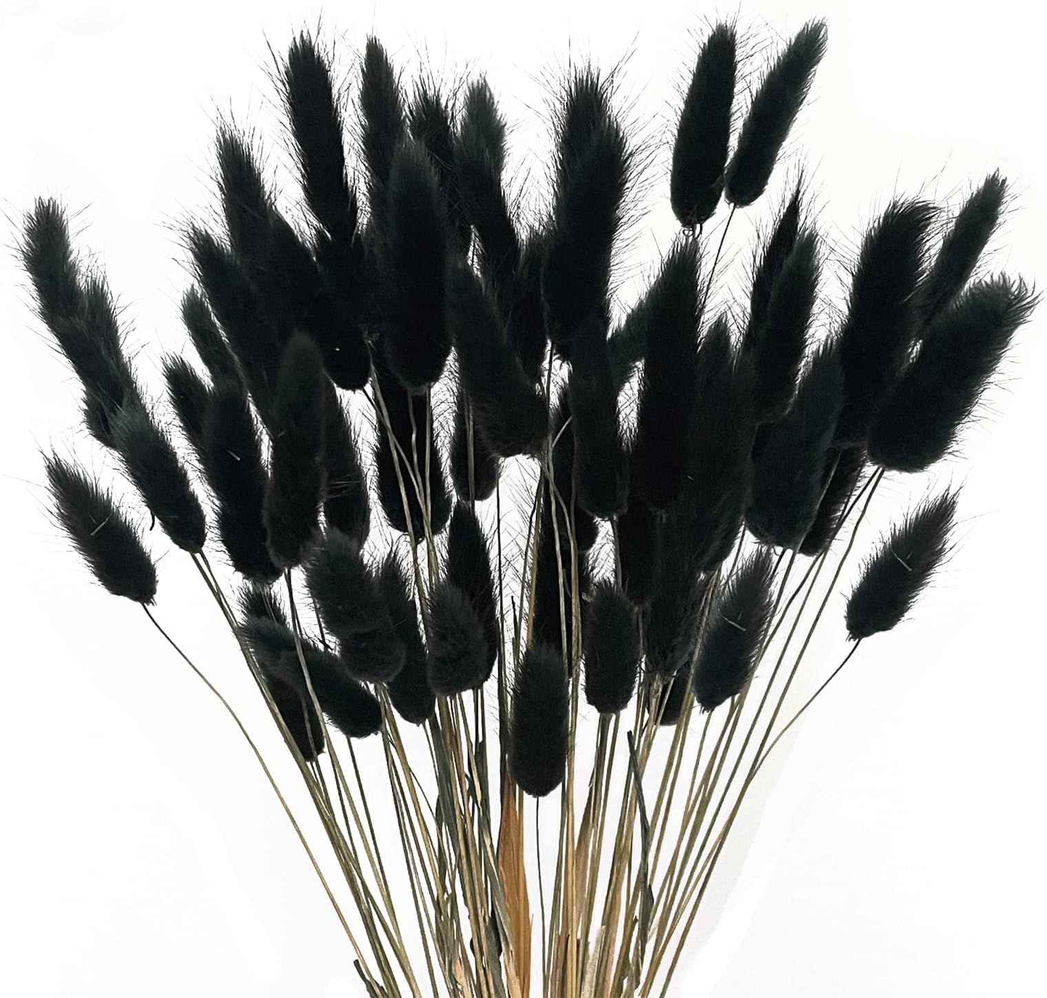 Black Bunny Tails Dried Flowers