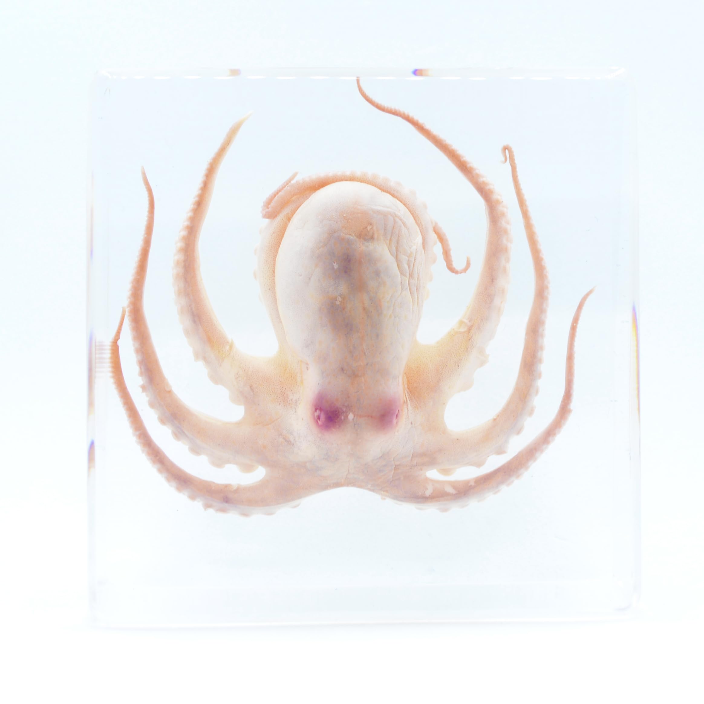 Amazon | [透明標本制作所]樹脂封入 標本 タコ/蛸/octopus/specimen/虫
