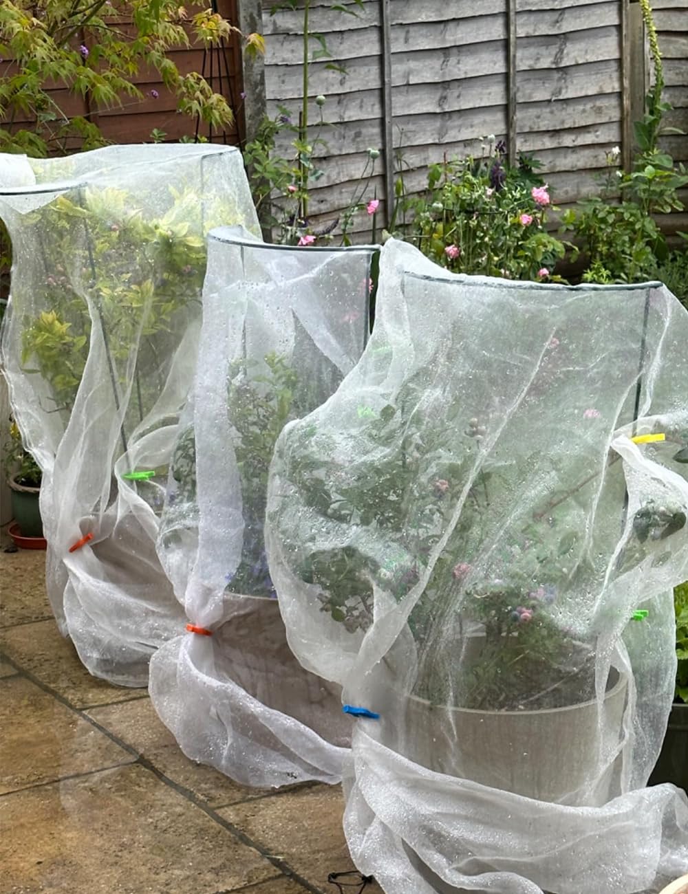 Lot De 12 Tuteurs Pour Plantes - 4 Tailles (20, 30, 40, 50 Cm) - En PP Résistant Aux UV - Pour Rosiers, Tomates, Plantes Grimpantes Intérieur/extérieur