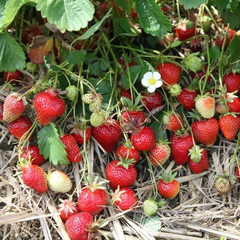 Plant Theory 9cm Pot Strawberry Symphony Late Season Fruiting Strawberry Fruiting Plant