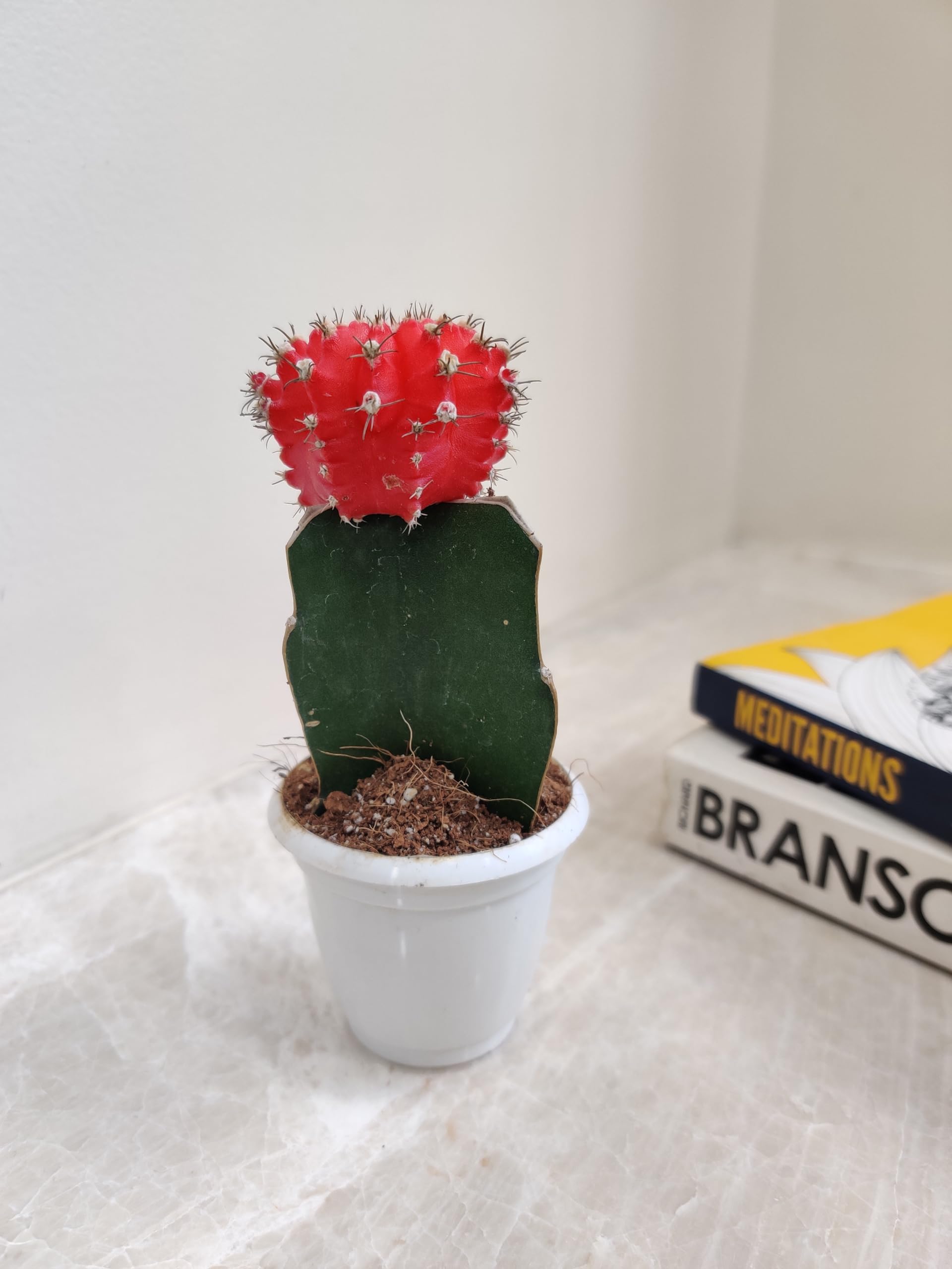 CAPPL Moon Cactus Live Plant (Small, Red) (B078PFSTWX) Amazon Price History, Amazon Price Tracker