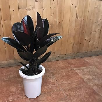 フィカス 観葉植物 大きい 黒鉢 Amazon｜フィカス バーガンディ（黒ゴムの木） 7号鉢室内に