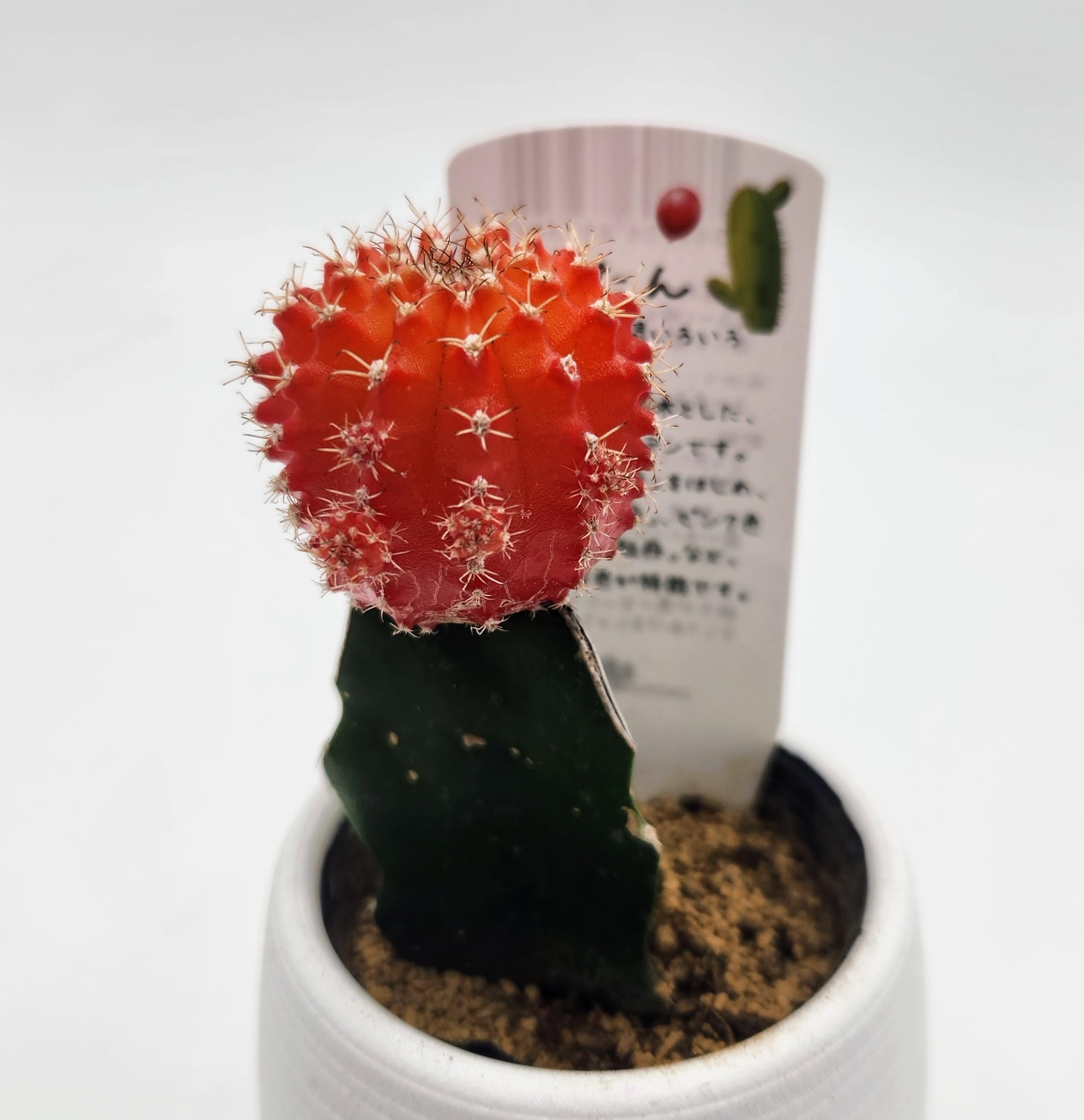 Amazon｜多肉植物 サボテン 緋牡丹 接ぎ木サボテン 抜き苗 鉢・土なし