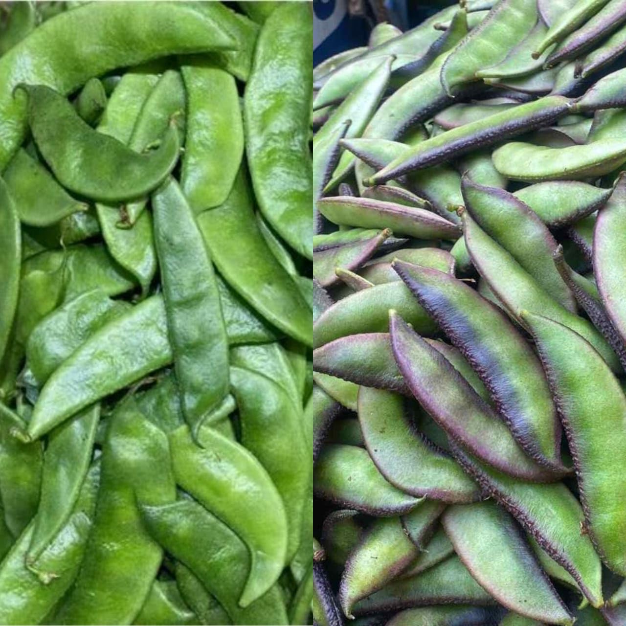 Combo Of 2 Types Sem Phali (12 + 13 = 24 Seeds) seeds, Lima Beans Seeds (25 Seeds) Seeds For planting And Home And Home gardening