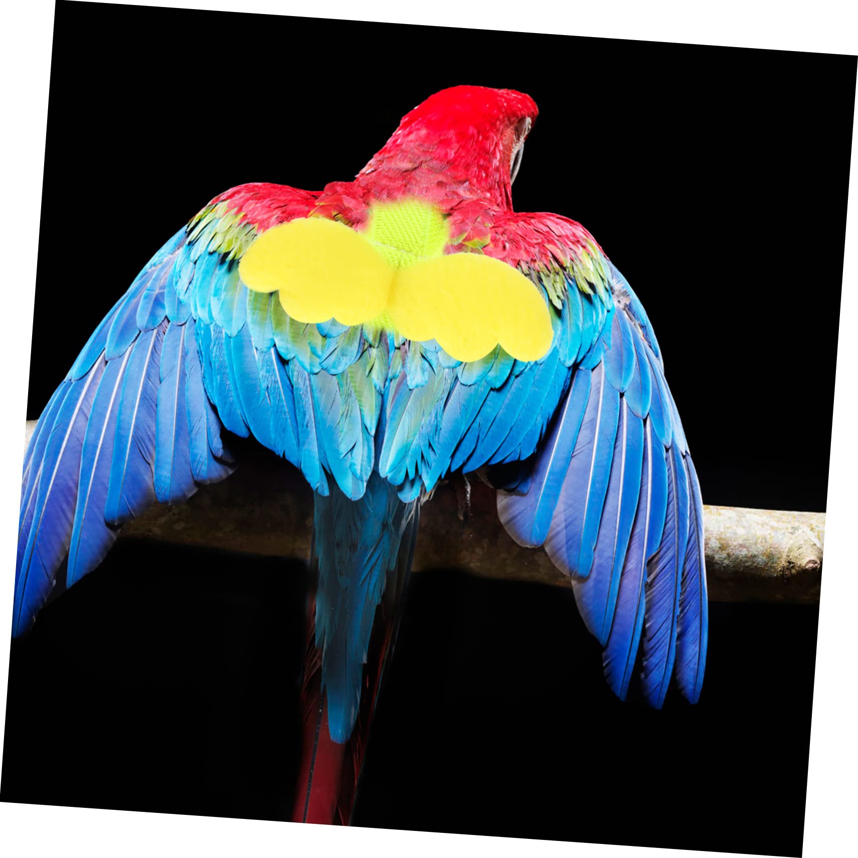 Beavorty 4stücke Pet Vogel- Set Für Papageien Einstellbare Trainingsleine Für Vögel Elastisches Zubehör Für Sichere Ausflüge Und Outdoor-Training Geeignet Für Wellensittiche Und