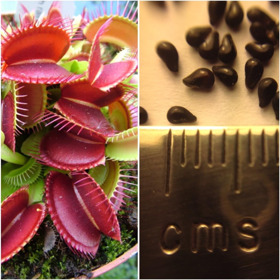 VENUS FLY TRAP (5 Seeds) - Dionaea Muscipul * Carnivorous * Same day dispatch!