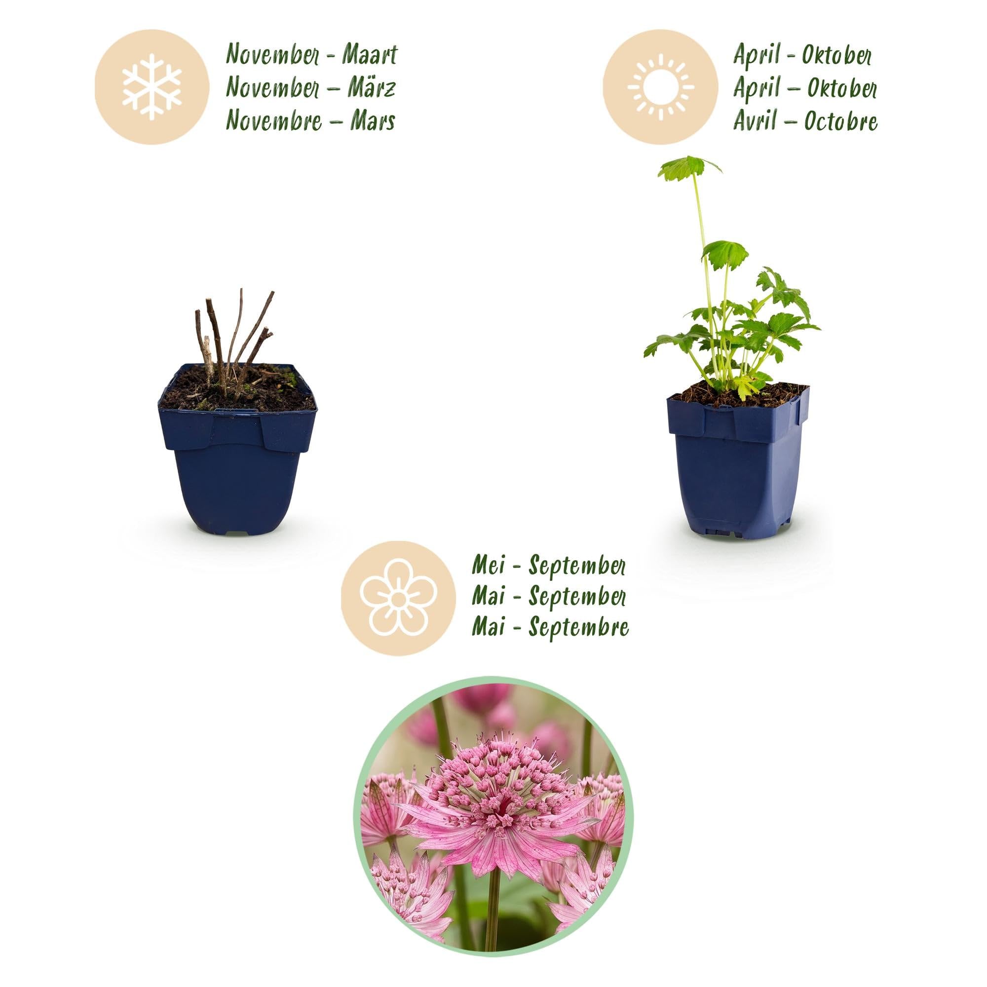 Green boutiQ - Staudenpflanze - Astrantia major - Sterneblume - Schatten - Weiß-Rosa - 12 Pflanzen - Topf 11cm - Höhe 15-25cm