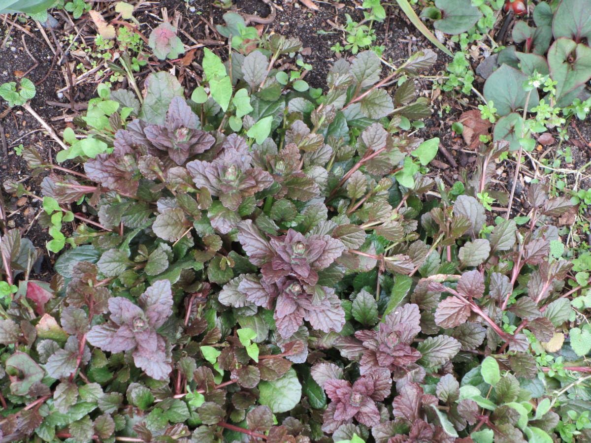 Amazon.co.jp: アシュガの抜き苗10株②ジュウニヒトエ 多年草 花