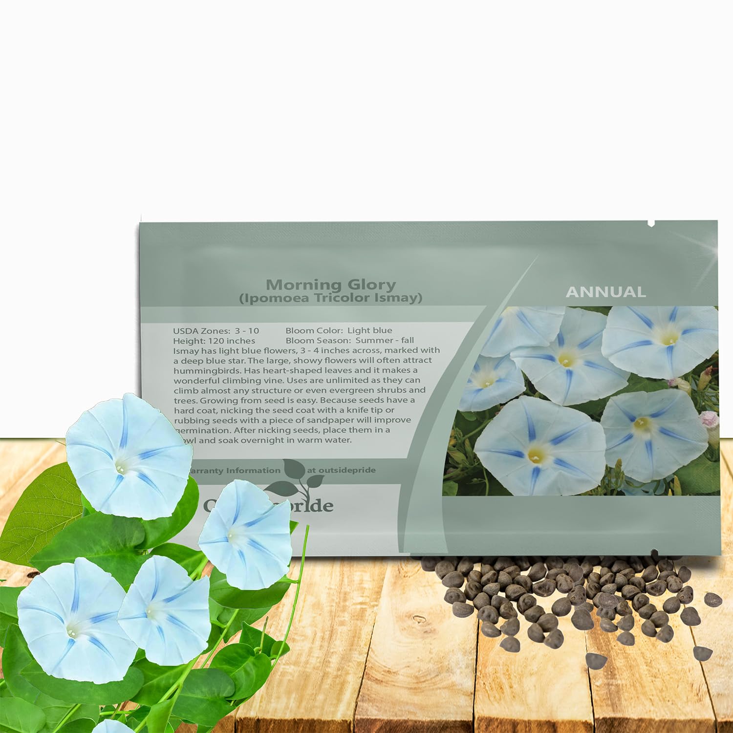 planting purple coneflower seeds Pale Purple Coneflower Seed  Northern Wildflowers