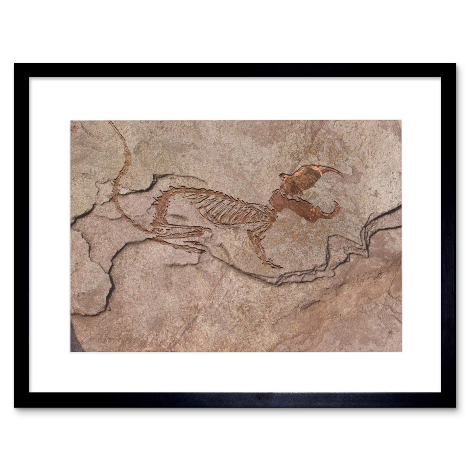 Wee Blue Coo Photo Archaeology Fossil Dinosaur Remains Rock New Framed Wall Art Print