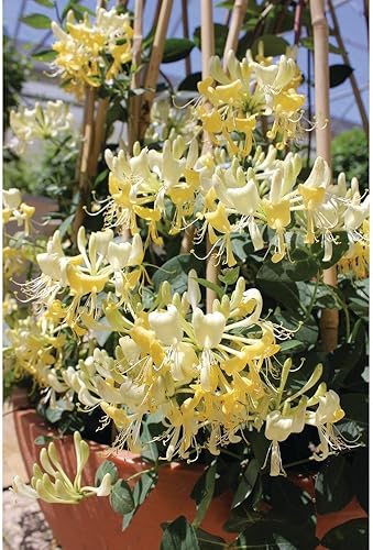 Miniatura 4 de Scentsation Madreselva - Ganador comprobado - Lonicera - Muy fragante - Maceta de 4 pulgadas