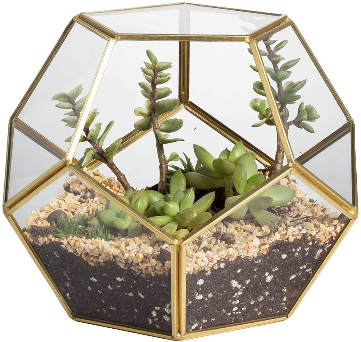 DDSS Model DN-100 Geometric Terrarium, Pentagon Regular Planter for Succulent Air Plants, Home Tabletop Decor 15x13 cm (Plants/Pebbles are NOT Included)- Brass/Golden Finish