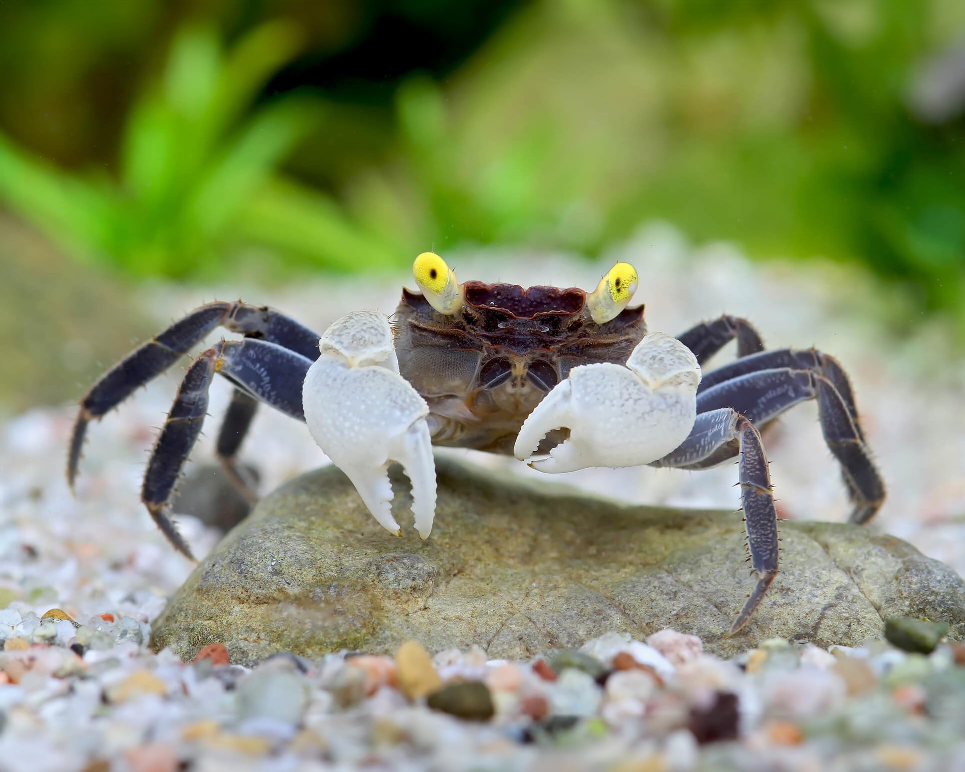 *Vampirkrabben Yellow Eye - Gruppe aus 5 Tieren - exotische Landkrabben lebend - Geosesarma spec. - Terrarium geeignet - inkl. Versand - 69,99 €*
