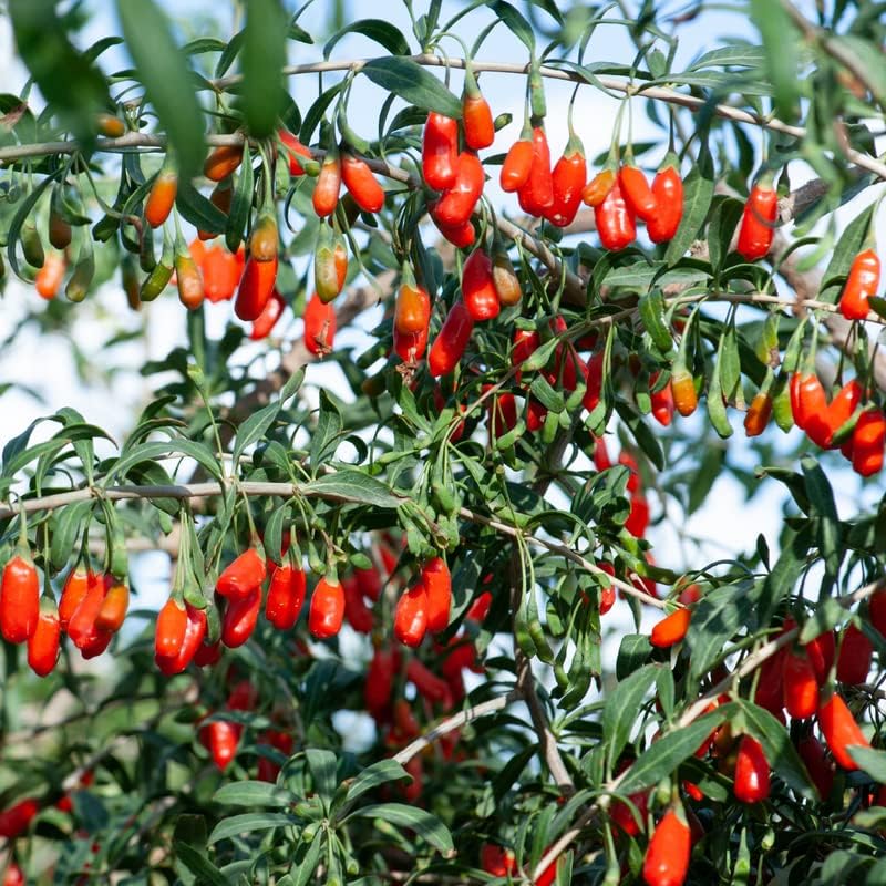 Miniatura 7 de 10 esquejes vivos de bayas de Goji rojas, frutas de bayas para plantar adornos de jardín perennes macetas fáciles de cultivar