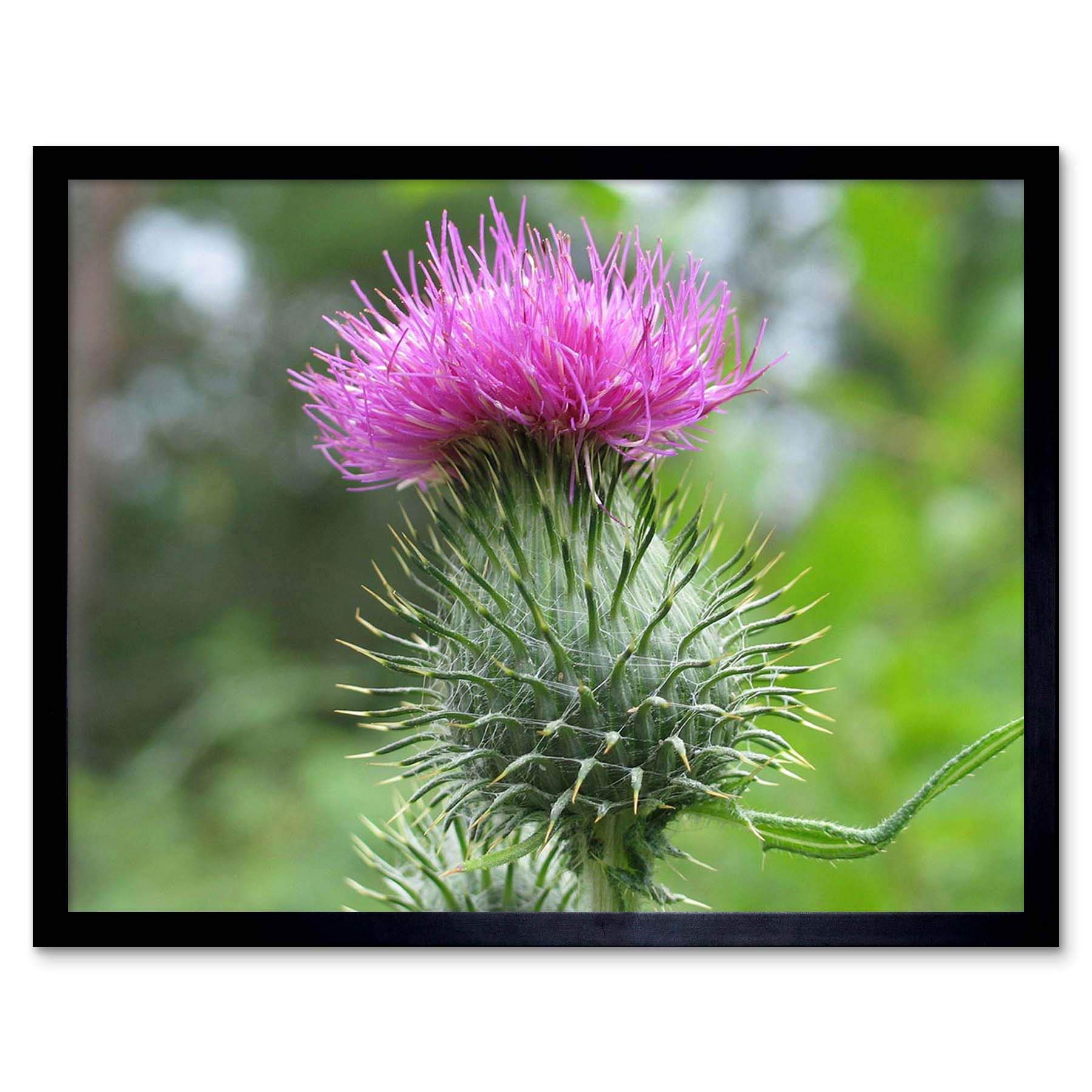 Wee Blue Coo Nature Scottish Thistle Head Art Print Framed Poster Wall Decor 12X16 Inch