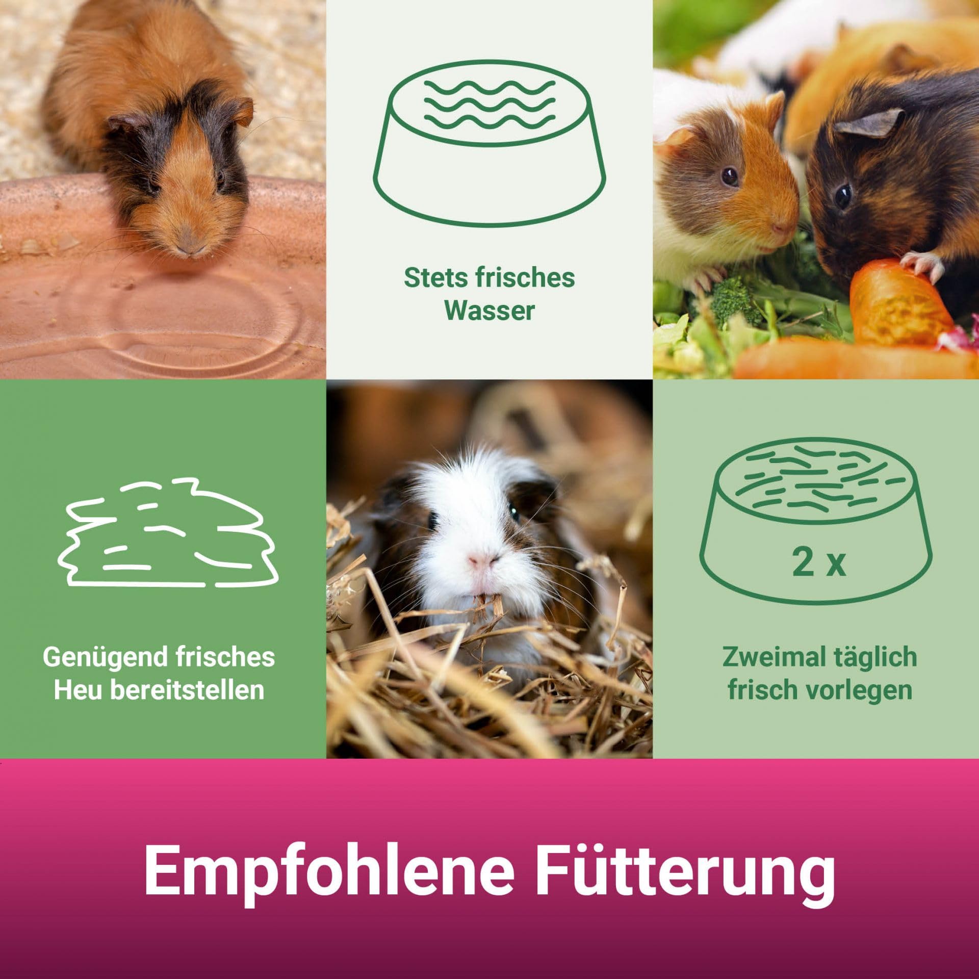 Panto Meerschweinchenfutter 25 kg – Pellets mit Vitamin C & Möhren | Pellets mit wertvollem Getreide, Vitamin C & Möhrenstücken – abwechslungsreiche Ernährung für Meerschweinchen