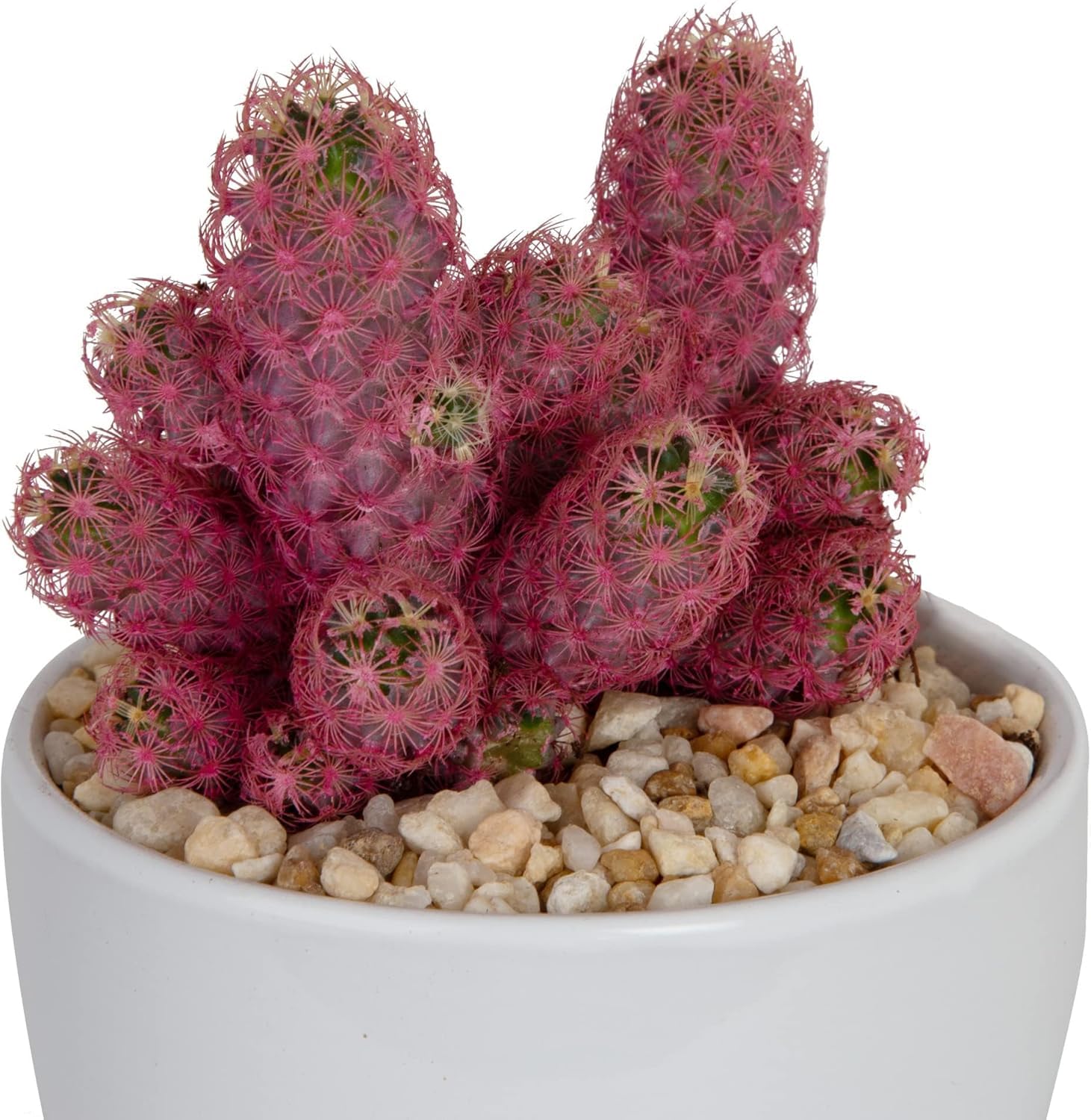 Amazon.com : Costa Farms, Premium Live Indoor Desert Gems Purple