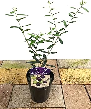 Amazon.co.jp: オリーブの木 【オリーブ苗木 3.5号 品種おまかせ