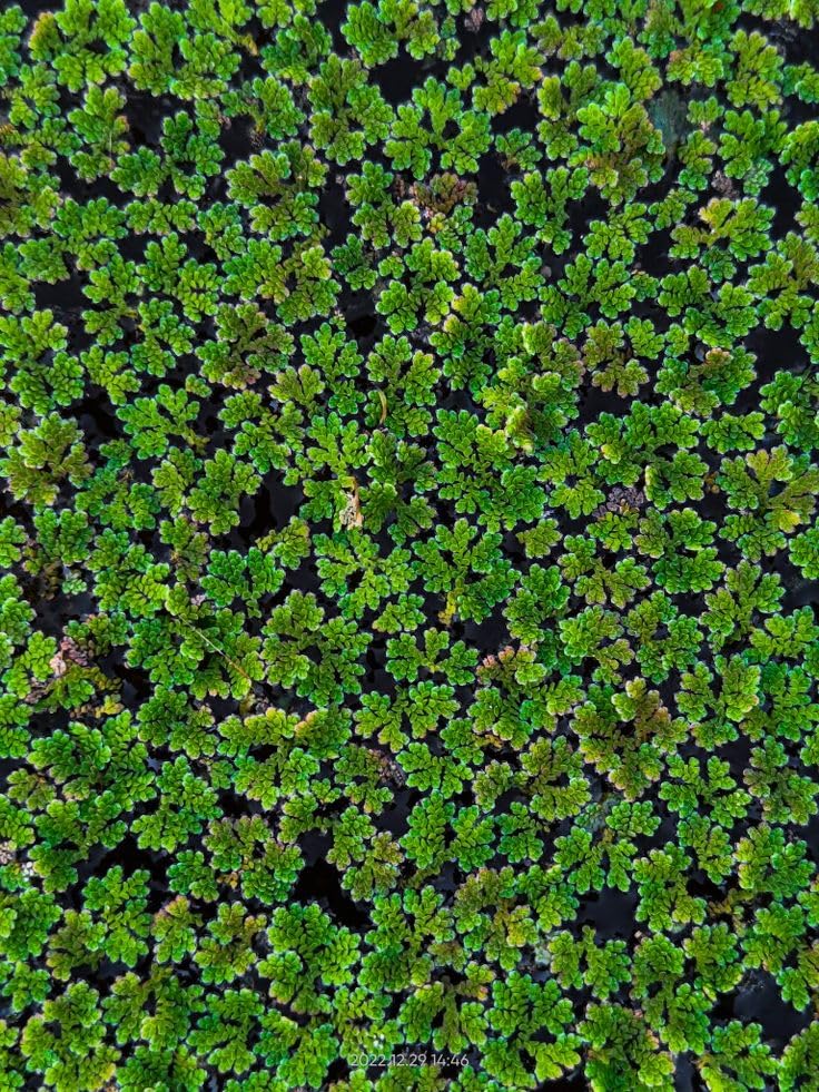 Natural Bio Fertilizer for Rice Fields and Home Garden Floating Plant (1400 Live Healthy Plant Seeds)-image-43