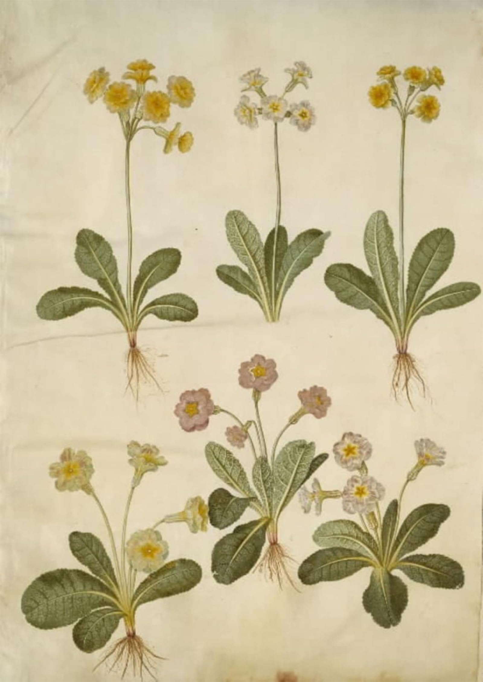 POSTERIIk Famous Modern Artwork Art Mural Primula Veris by Hans Simon Holtzbecker Oil Paintings Pictures for Home Decor 60x90cm