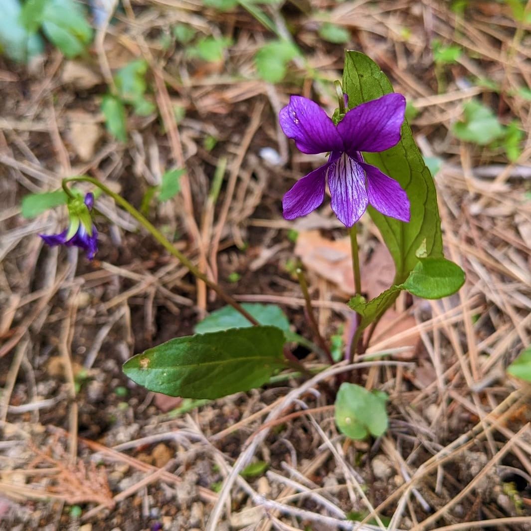 Amazon.co.jp: 山野草スミレの根付き苗 5株 抜き苗 紫か薄紫色の花