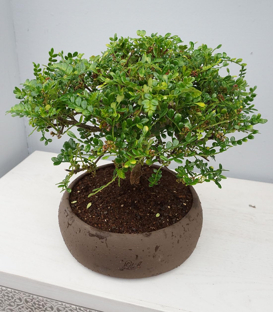 Super Pepe Bonsai Altezza 35 cm, Pianta Vera, per Interno, Vaso Artigianale in Terracotta - Marrone