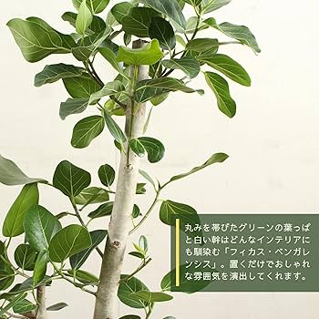 Amazon｜フィカスベンガレンシス 9号 朴 受け皿付 【観葉植物