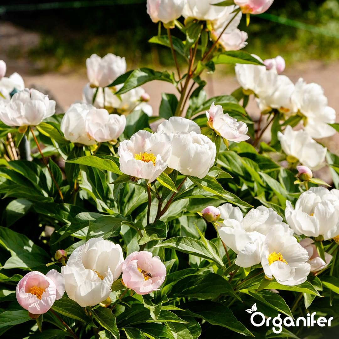 Fertilizante Líquido Para Rosa De Cuajada - 10L - NPK 3-4-3 | Hojas Sanas Y Floración Abundante - Organifer