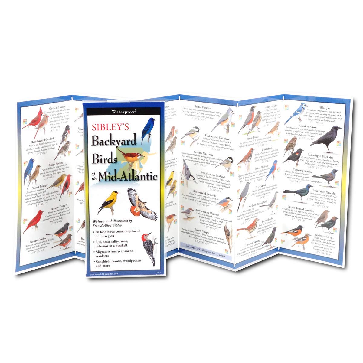 Earth Sky + Water FoldingGuide(tm) - Sibley's Backyard Birds of The Mid-Atlantic - 10 Panel Foldable Laminated Nature Identification Guide