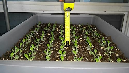 1 Plántula con Raíces de Planta Sombrero Mexicana, Kalanchoe,