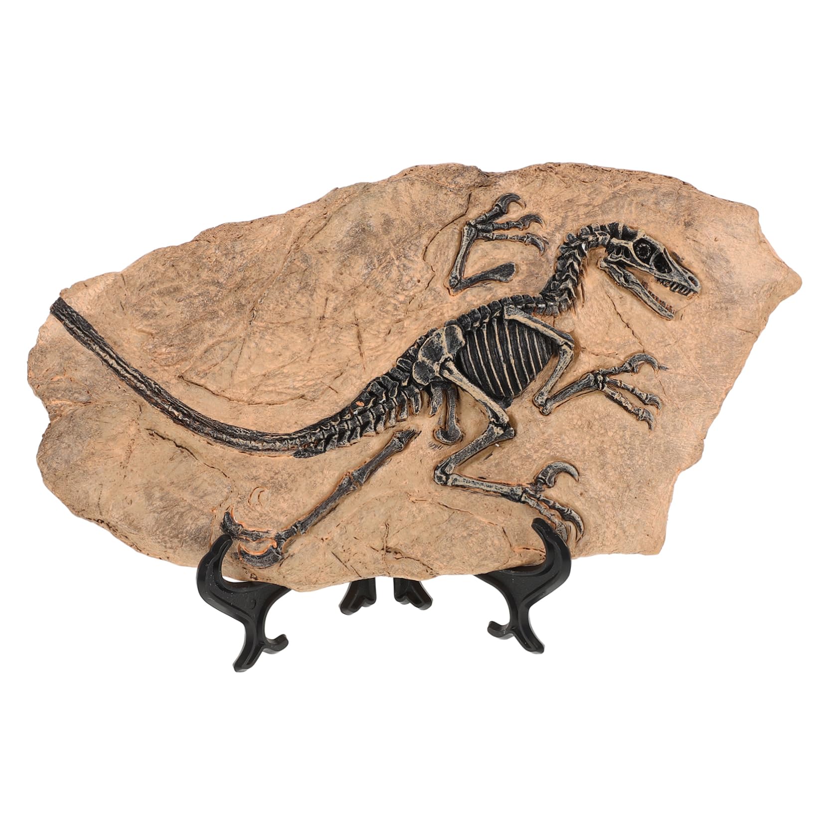 Set di 1 Modello di Fossile di Dinosauro in Resina Superficie Liscia, Decorazione Educativa per Compleanni e Regalo per Ragazzo Ragazza