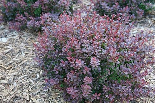 Sunjoy Todo Barberry - Maceta de 4" - Berberis - Ganadores probados