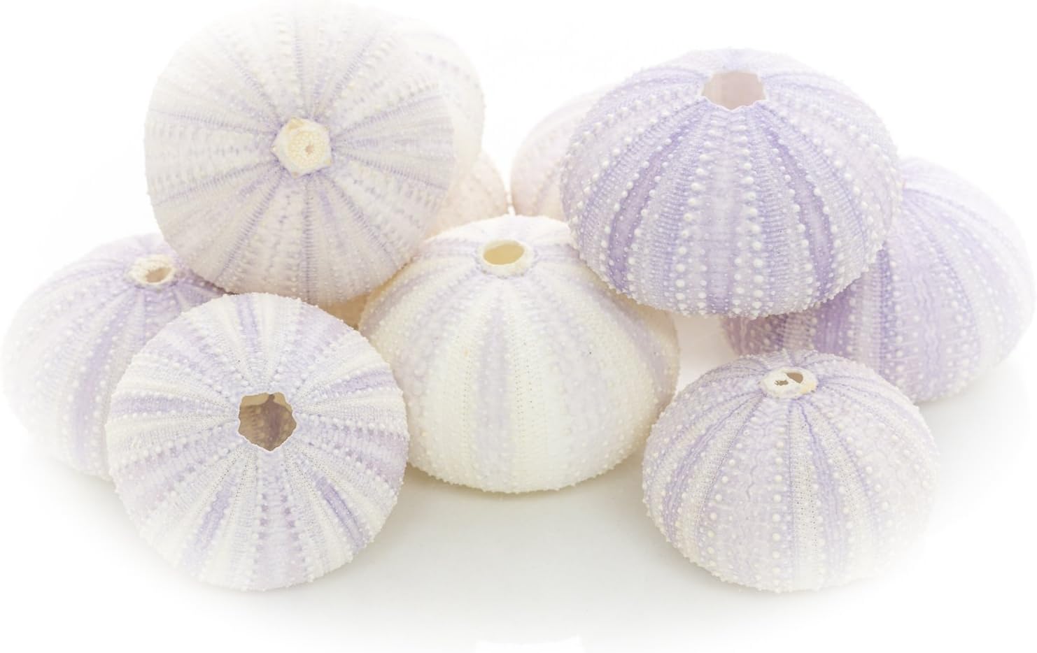 Nautical Crush Trading Sea Urchins Shells for Air Plants - 10 Purple (1.5-2.5") Sea Urchin Shells - Hanging Air Plant Holder - Air Plants Live Holders - Air Plant Pot - No Plants Included