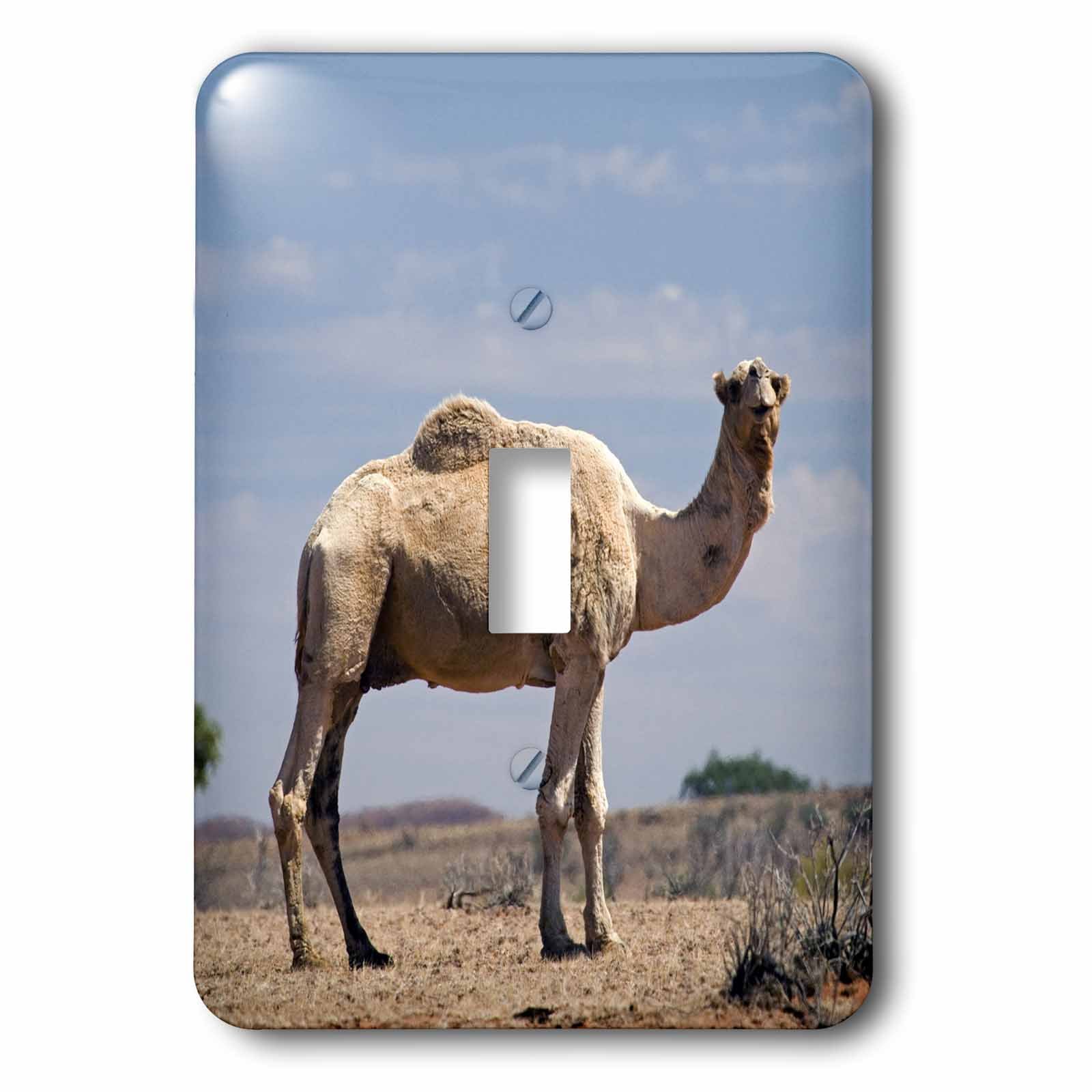Interrupteur camel Australie Outback 3dRose LSP 70907 1 pour décoration murale exotique
