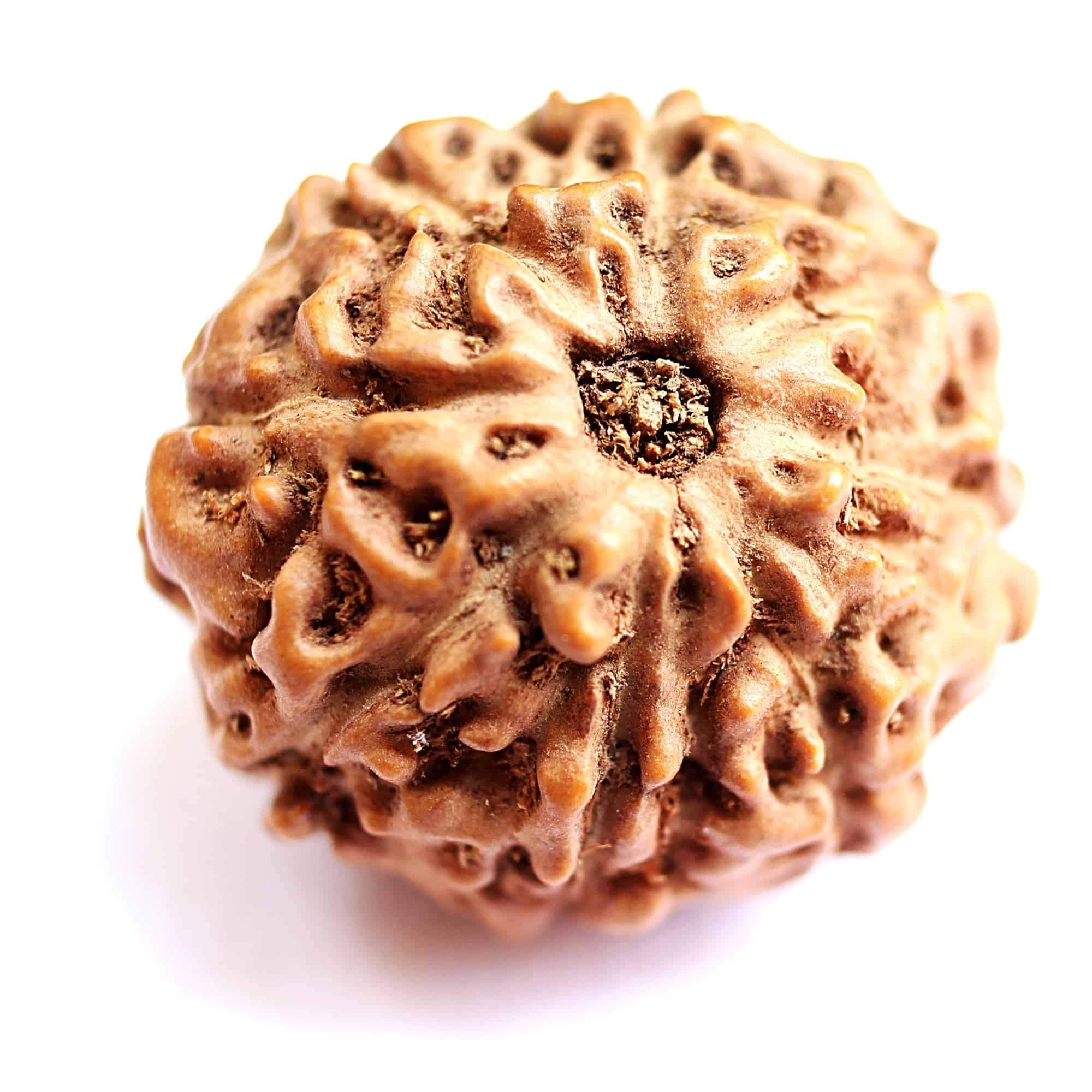 Naturalny oryginalny Rudraksh 8 Mukhi Indonezyjska Rudraksha duża 16 mm-18 mm dla mężczyzn i kobiet luźne koraliki Rudraksha certyfikat laboratoryjny Rudraksha