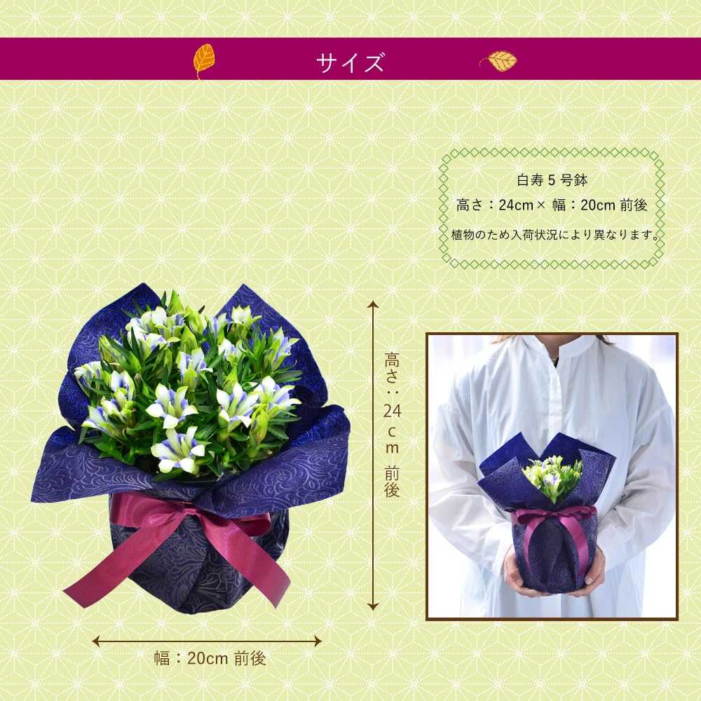 Amazon｜【花工房エーデルワイス】 敬老の日 花 プレゼント リンドウ 