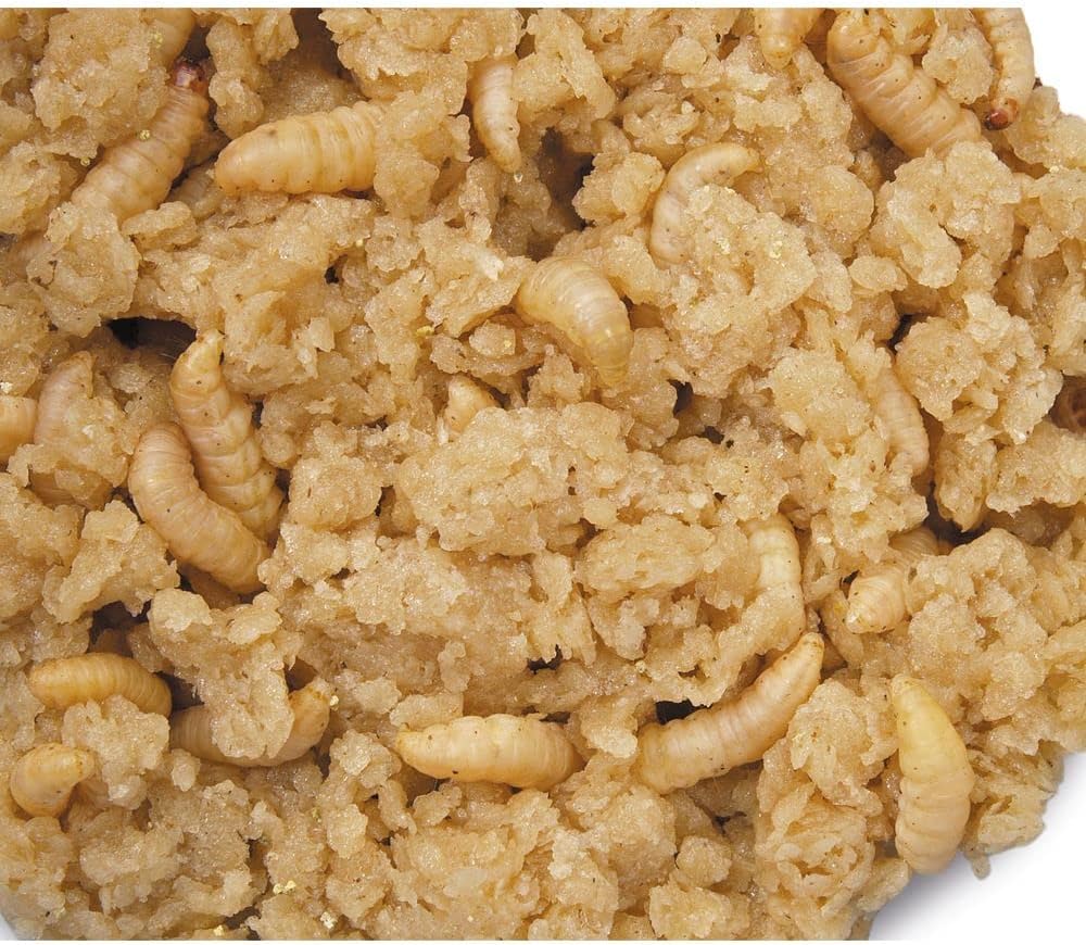 Carolina Greater Wax Moth Larvae (Galleria Mellonella), Living