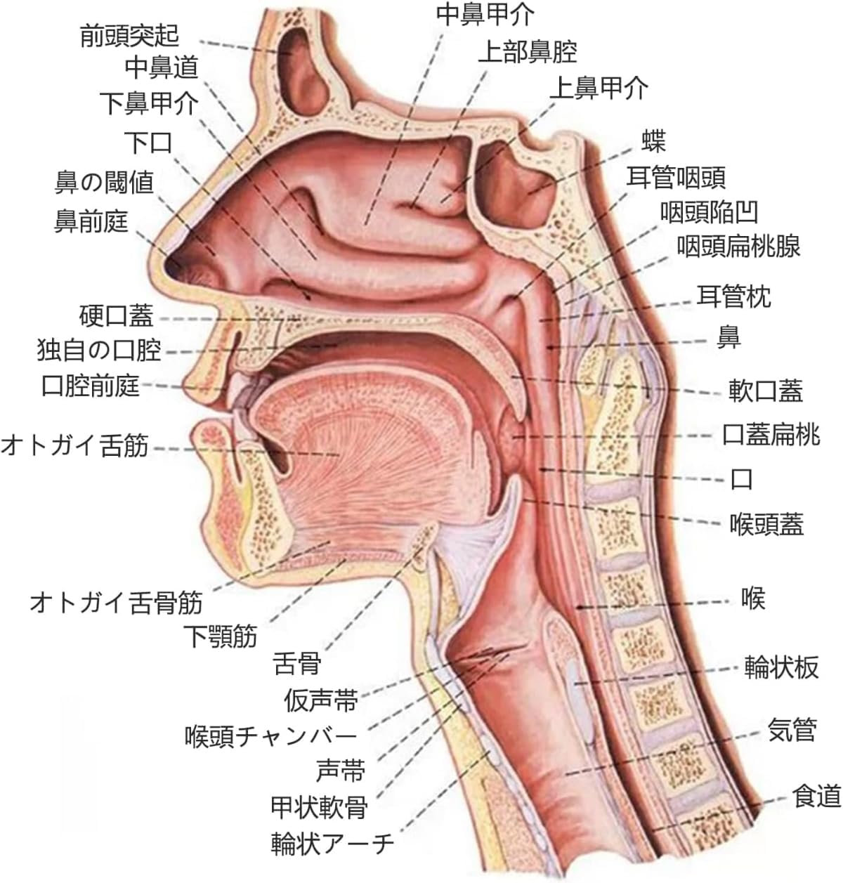 口腔解剖学 口腔解剖学 口腔解剖学 筋学、内臓学 口腔解剖学
