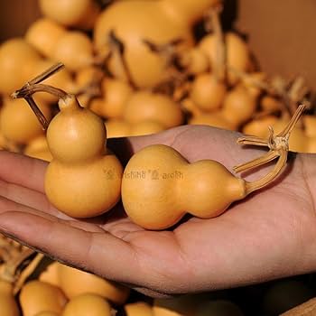 Amazon.co.jp: ZHONGJIUYUAN 乾燥ひょうたん20個入りボックス