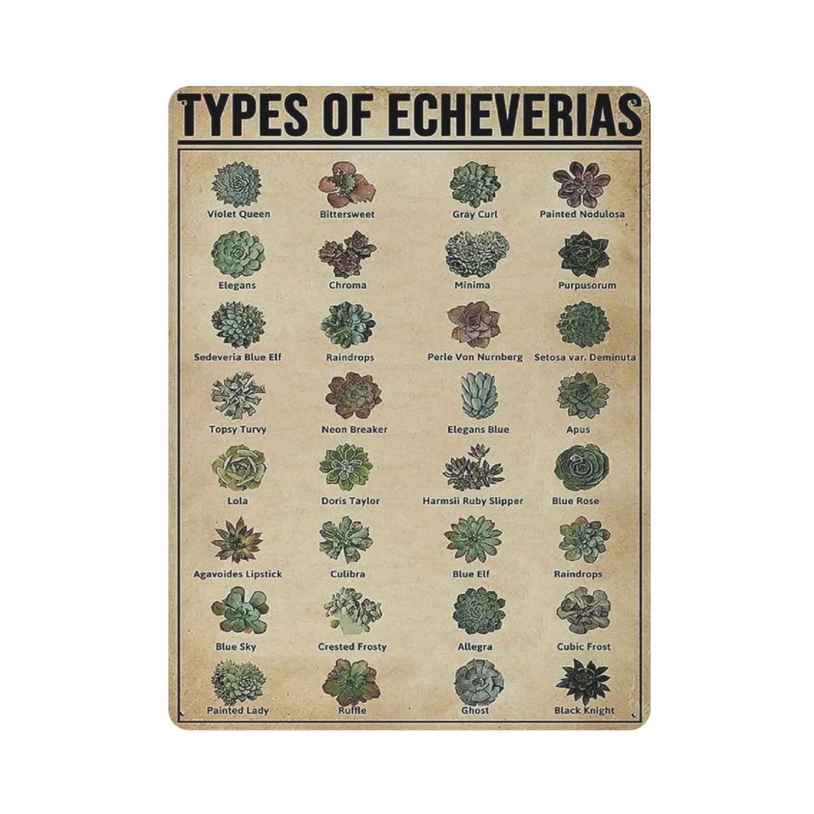 Types of Echeverias Metal Signs, Fun Poster For Bar Kitchen Cafe Farmhouse Wall Decor 12x16 inch