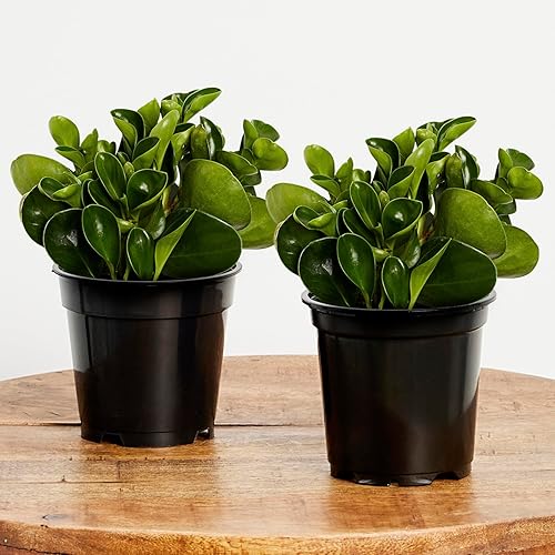 Greendigs Planta Peperomia, fácil de cultivar, de bajo mantenimiento, planta de interior viva, maceta de vivero de 5 pulgadas, paquete de 2 disponible en Yaxa Peru