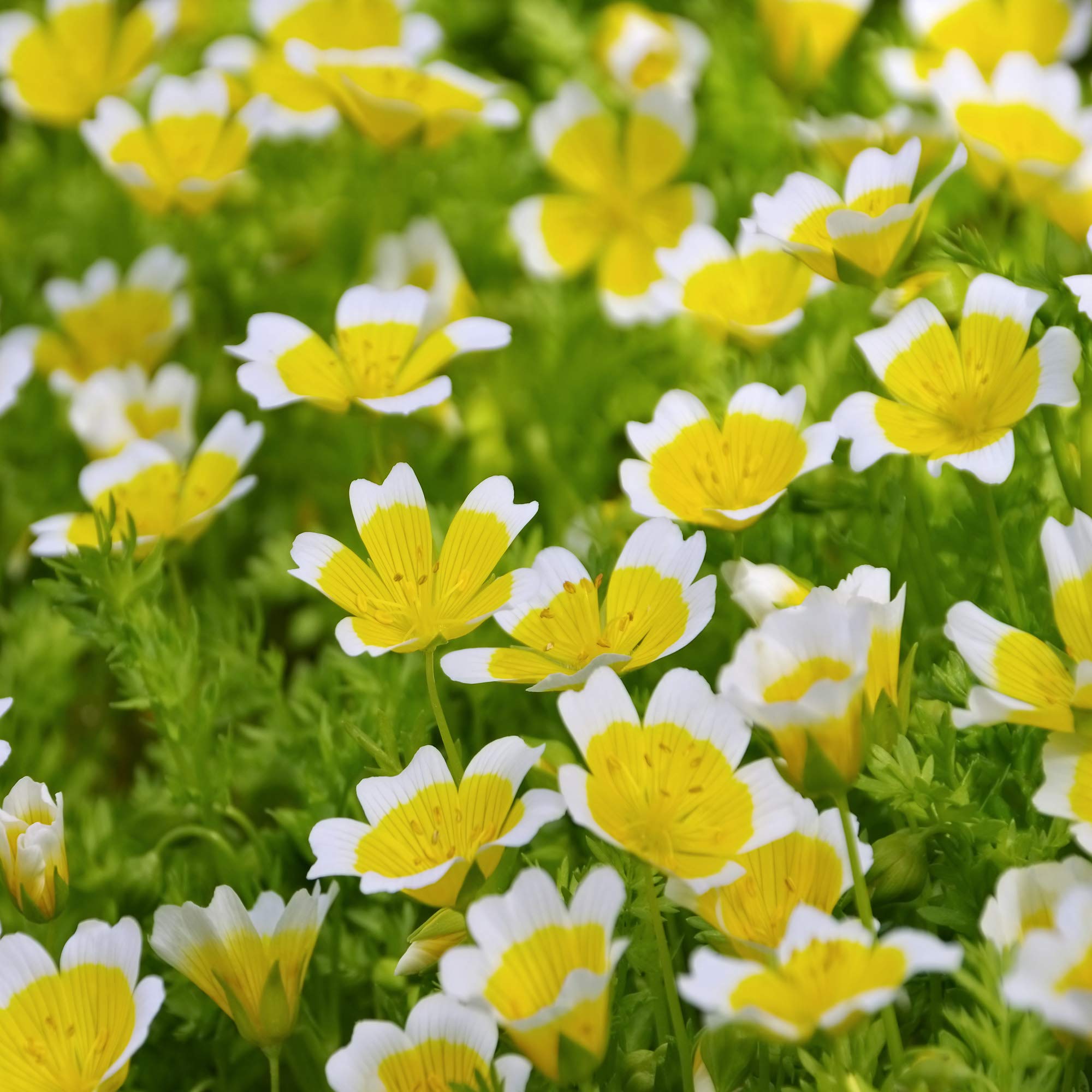 Outsidepride Meadowfoam Seeds - 1000 Pcs. Annual, Self-Seeding & Low Maintenance, Ground Cover Seeds for Planting Fragrant Yellow-White Blooms, Great for Gardens, Borders, & Container Displays